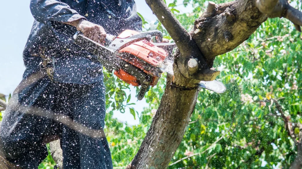 tree service dothan alabama