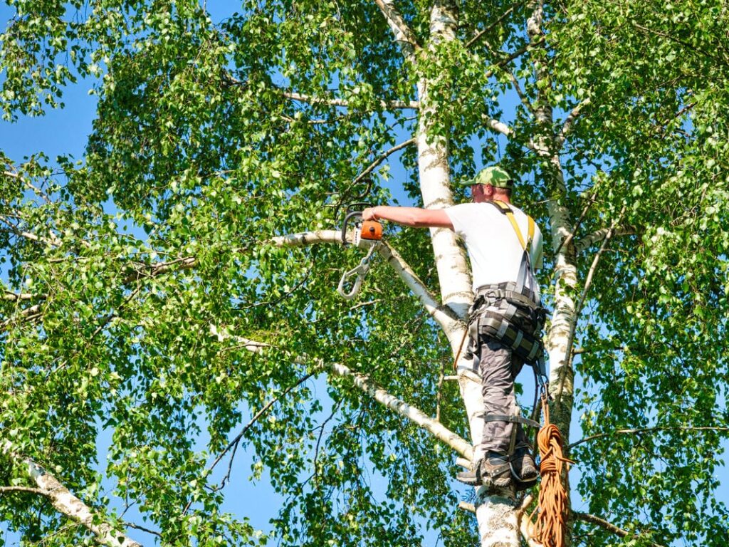 tree services in dothan al