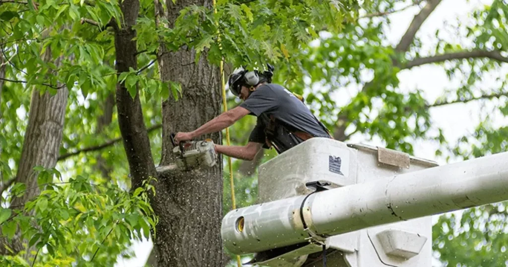 tree service dothan al