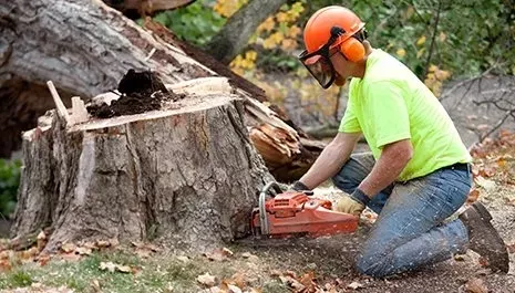 stump removal & grinding dothan al