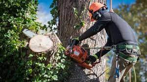 tree stump removal services dothan