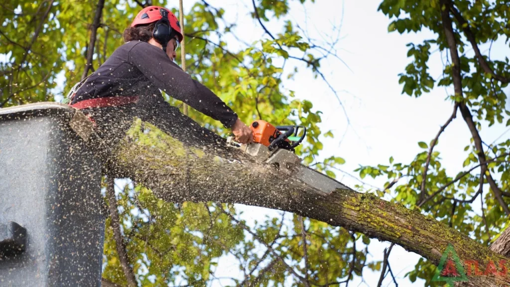 dothan al tree service