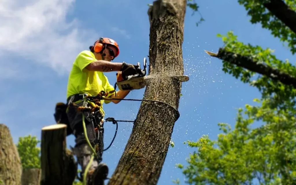 best tree service in dothan al