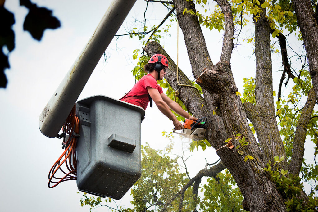 dothan tree services emegency