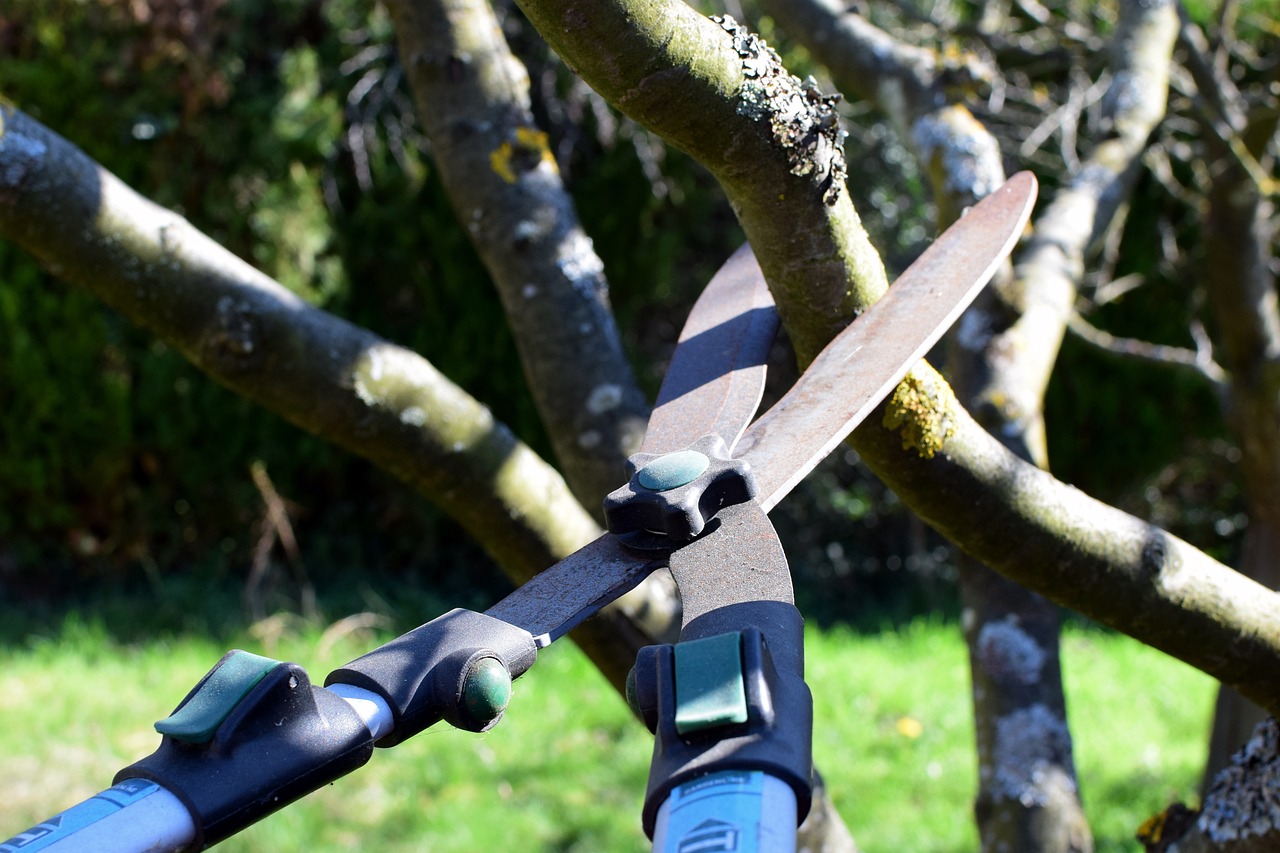 tree trimming in dothan al