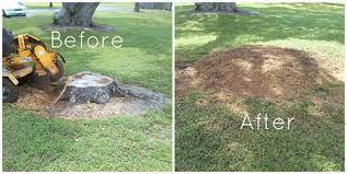 stump removal dothan al