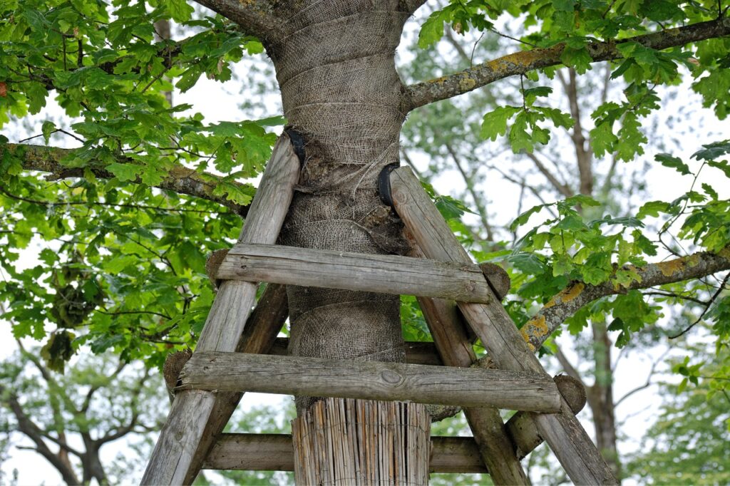 cabling and bracing tree service dothan