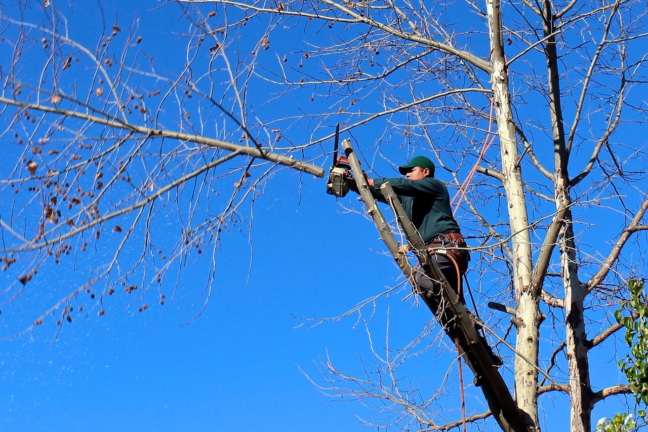 tree service company dothan al