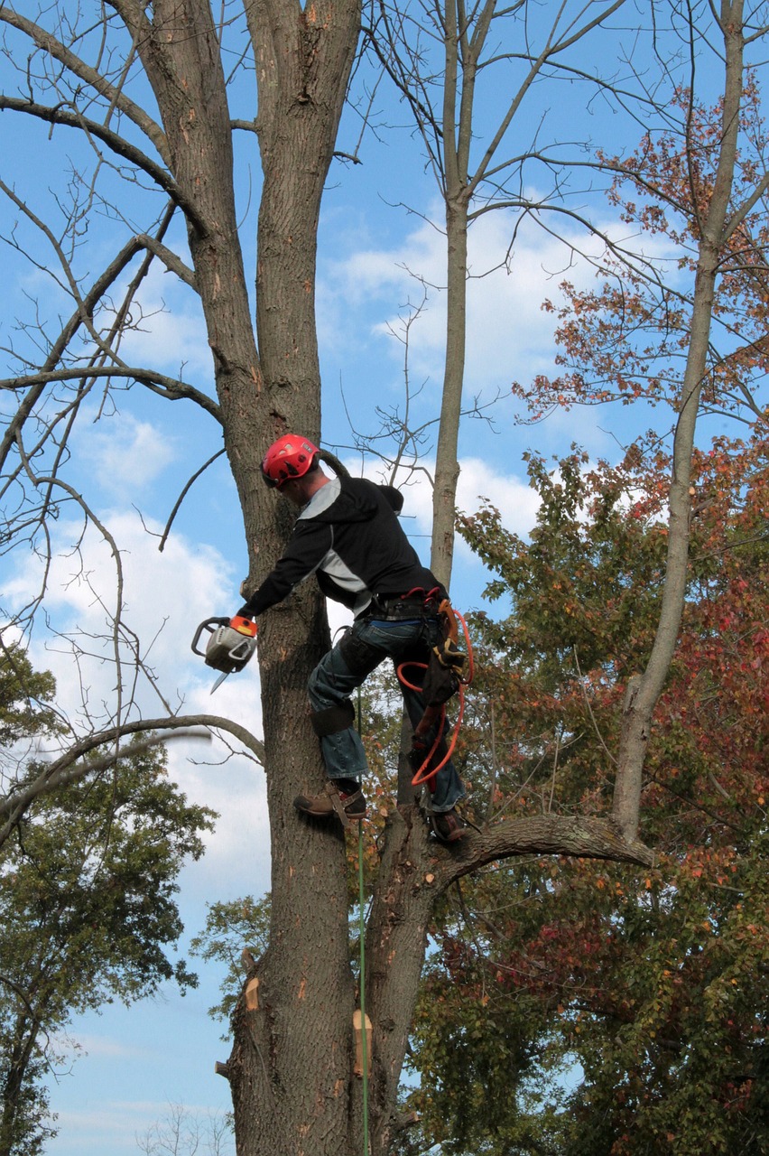 tree removal in dothan al