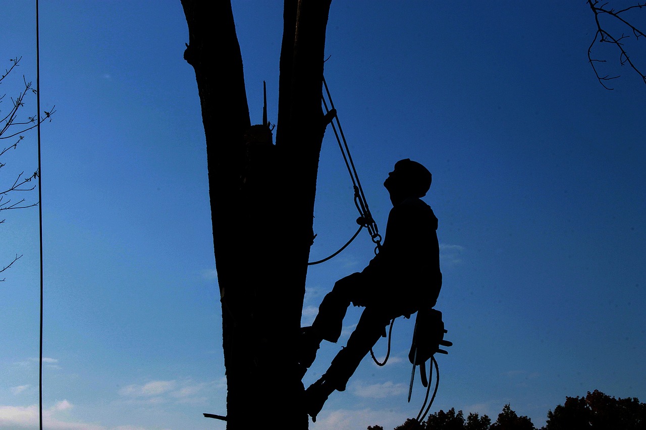 tree company in dothan al