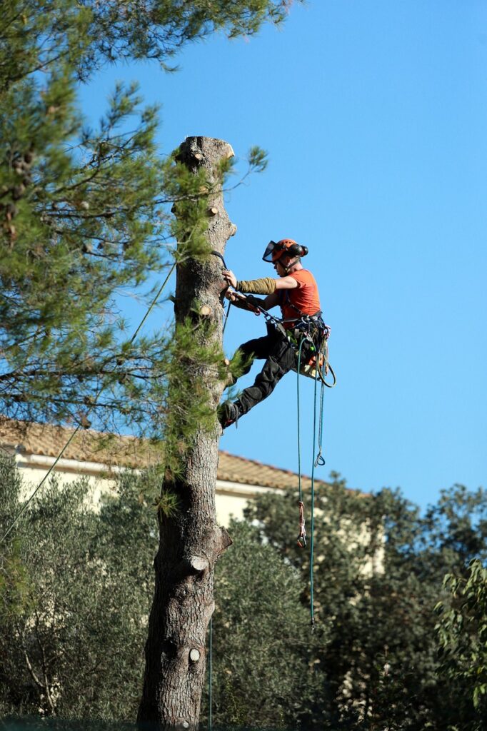 emergency tree services dothan al